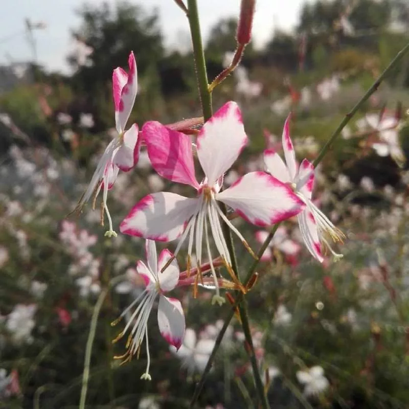 Gaura lindheimeri “Rosyjane”