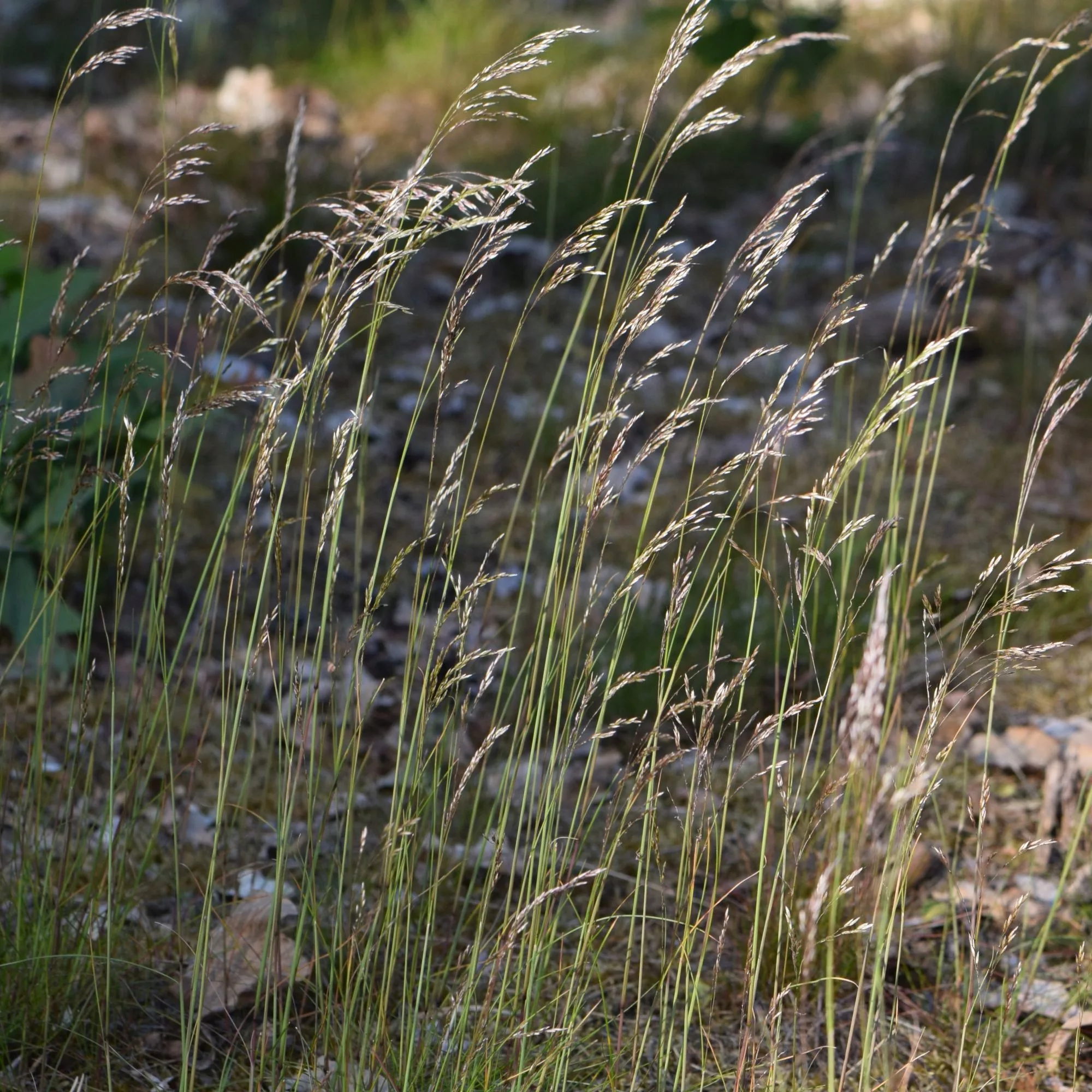 Deschampsia flexuosa