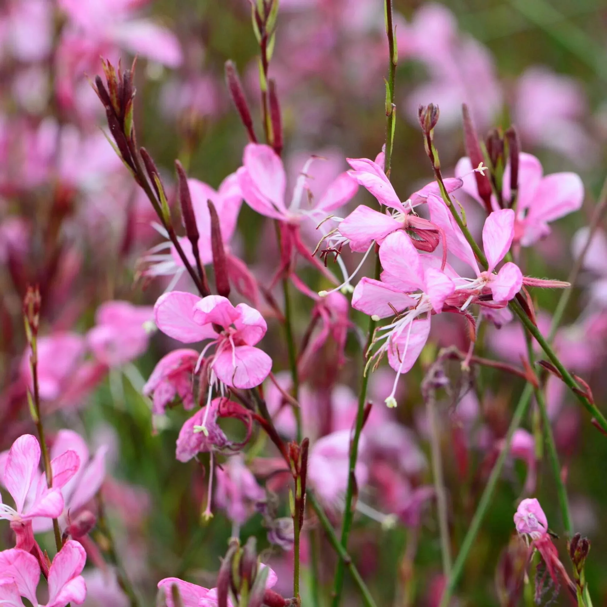 Gaura lindheimeri “Gaudi Medium Rose”