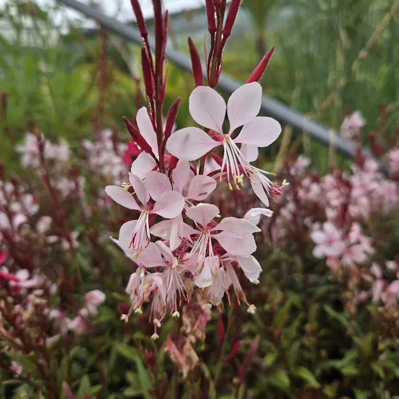 Gaura lindheimeri “Gaudi Medium Pink”