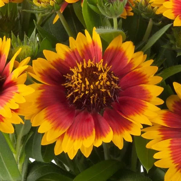 Gaillardia aristata “Guapa Flamenco”