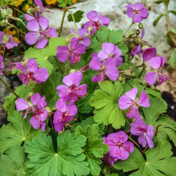 Geranium x cantabrigiense “Cambridge”