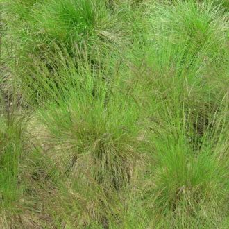 Festuca amethystina