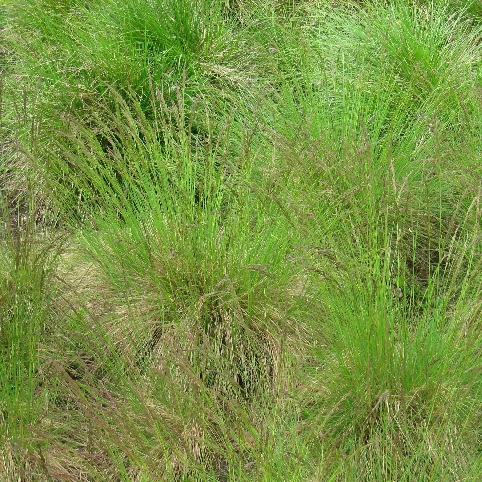 Festuca amethystina