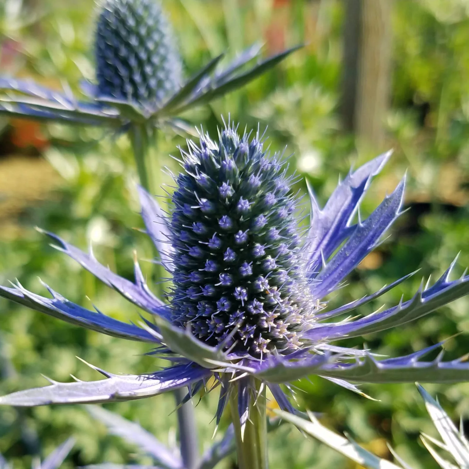 Eryngium planum “Big Blue”