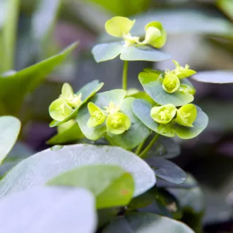 Euphorbia amygdaloides "Robbiae"