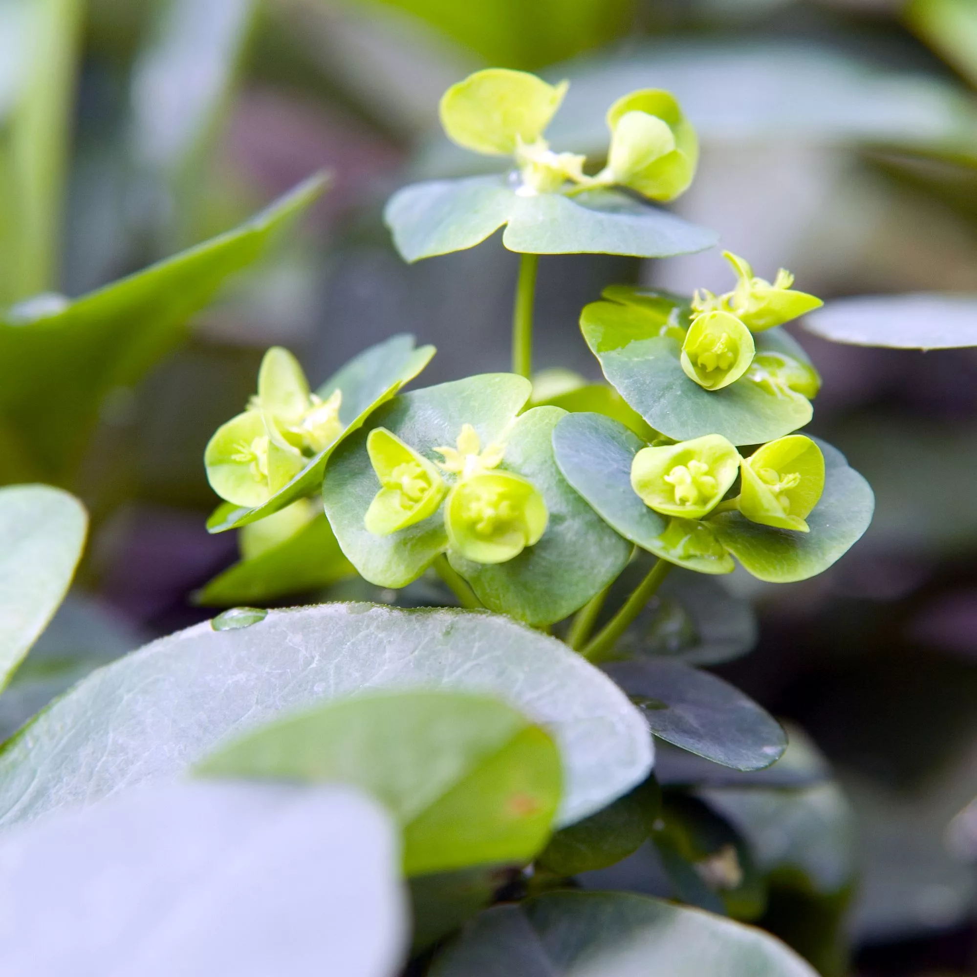 Euphorbia amygdaloides “Robbiae”