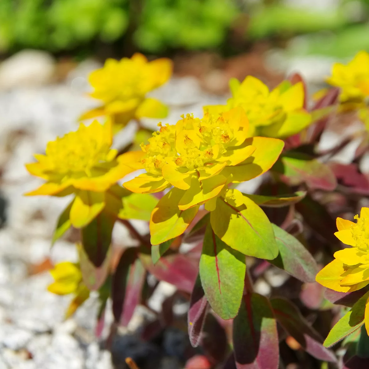 Euphorbia polychroma “Bonfire”