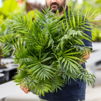 Chamaedorea elegans in idrocoltura