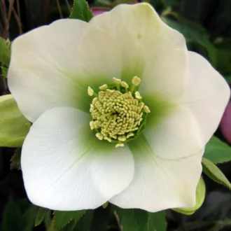 Helleborus orientalis "White"