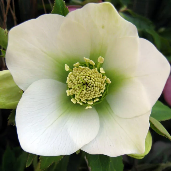 Helleborus orientalis “White”