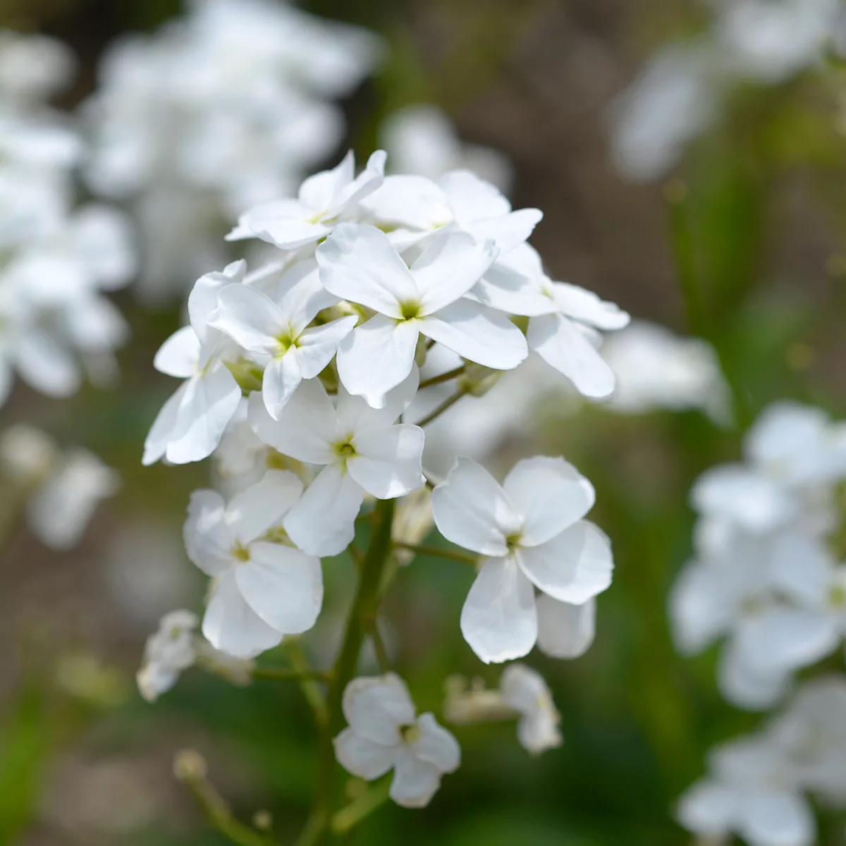 Hesperis matronalis “Alba”
