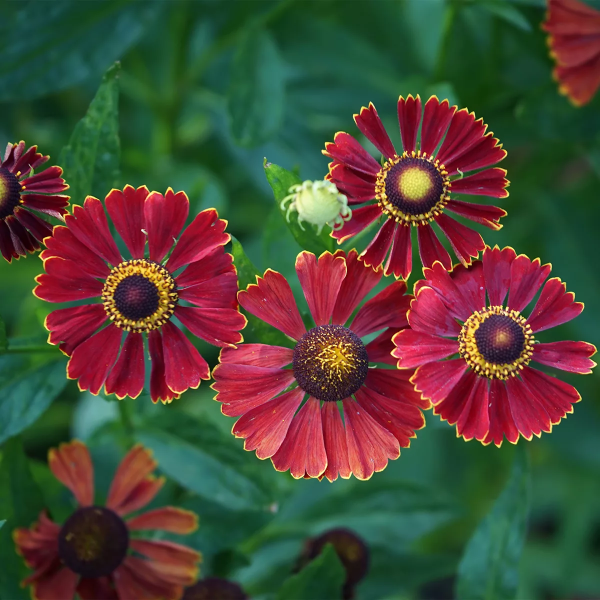 Helenium autumnale “Helena Red Shades”