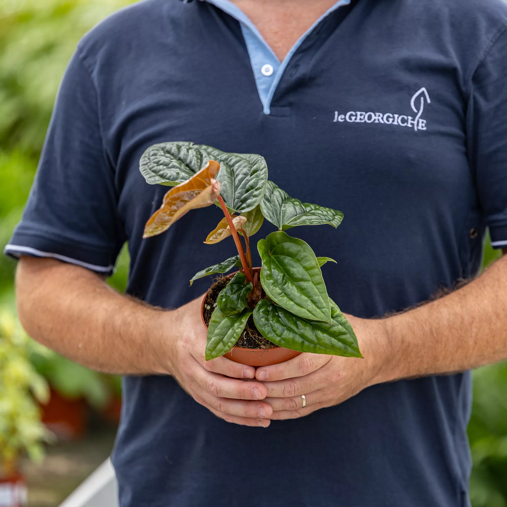 Anthurium magnificum x luxurians
