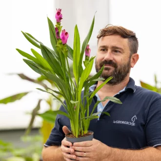 Curcuma alismatifolia "Siam Splash"