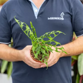 Monstera obliqua "Per"