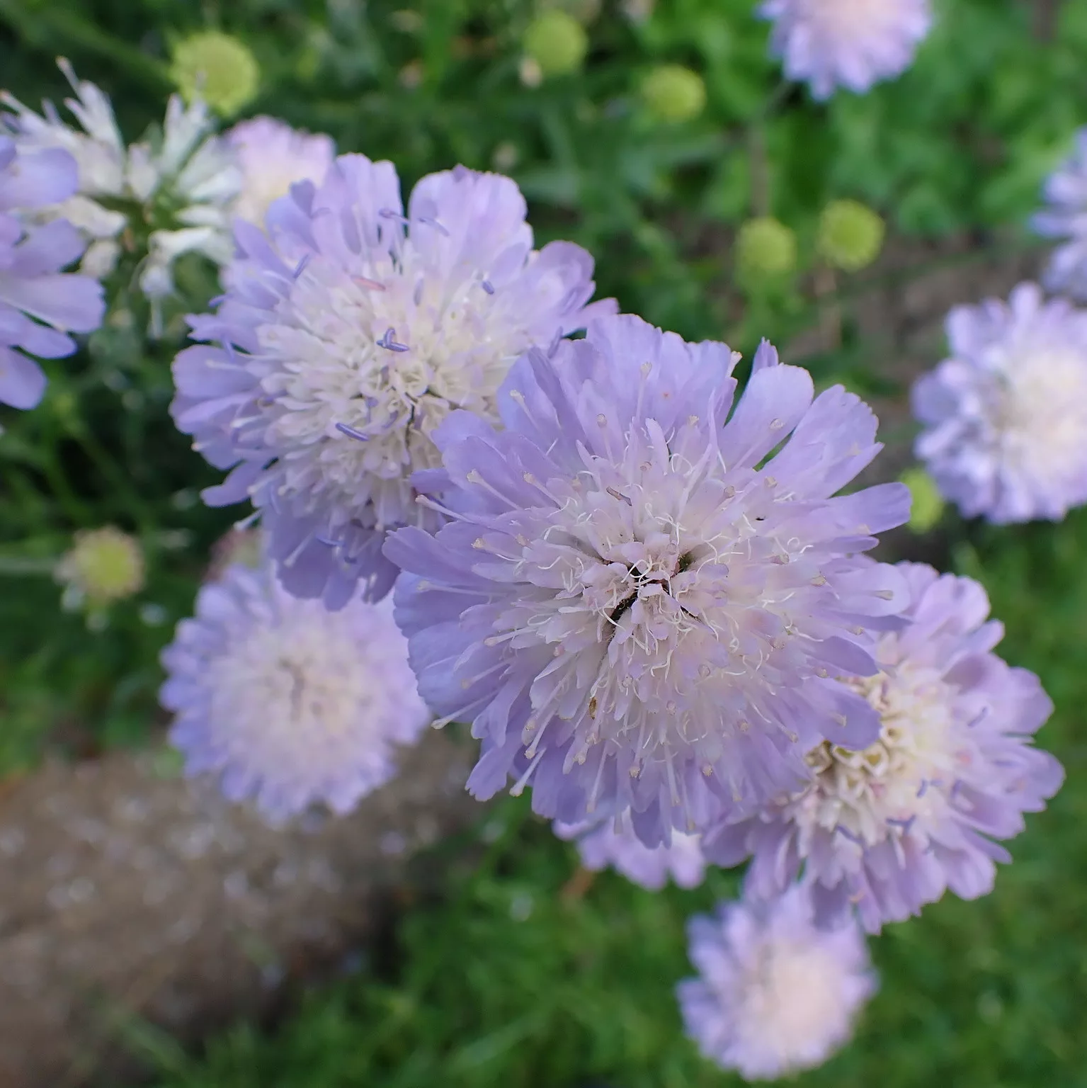 Knautia arvensis