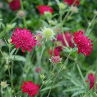 Knautia macedonica "Red Knight"
