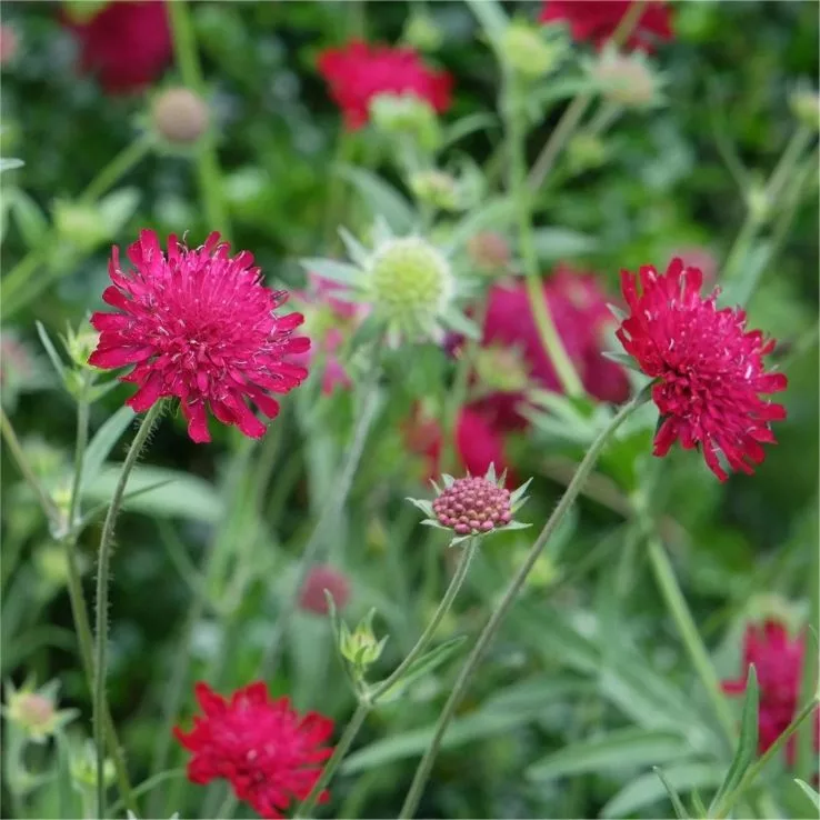 Knautia macedonica “Red Knight”