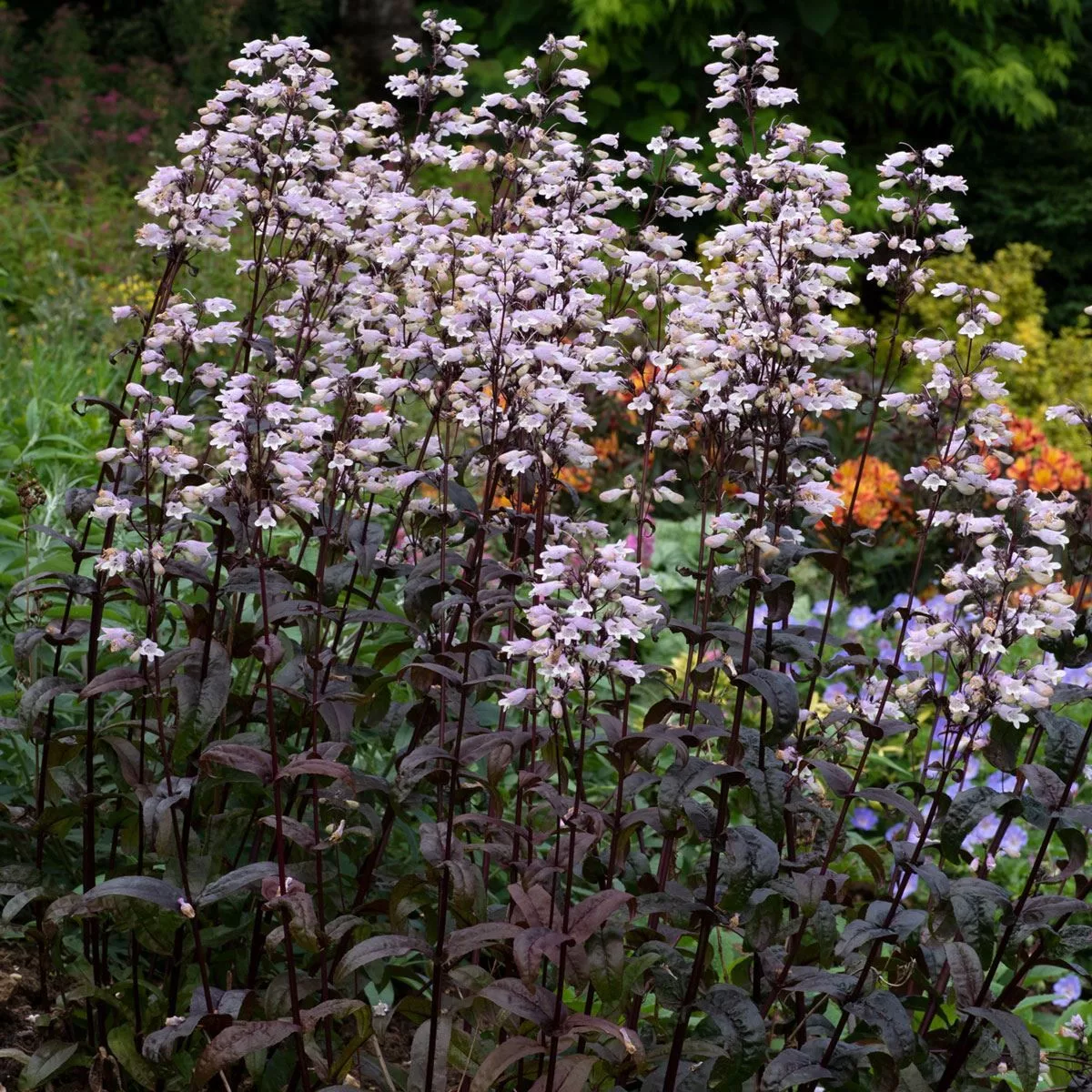 Penstemon digitalis “Onyx and Pearls”