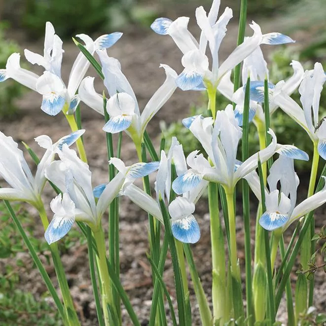 Iris reticulata “Frozen Planet”