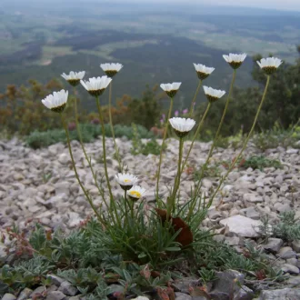 Leucanthemum graminifolium