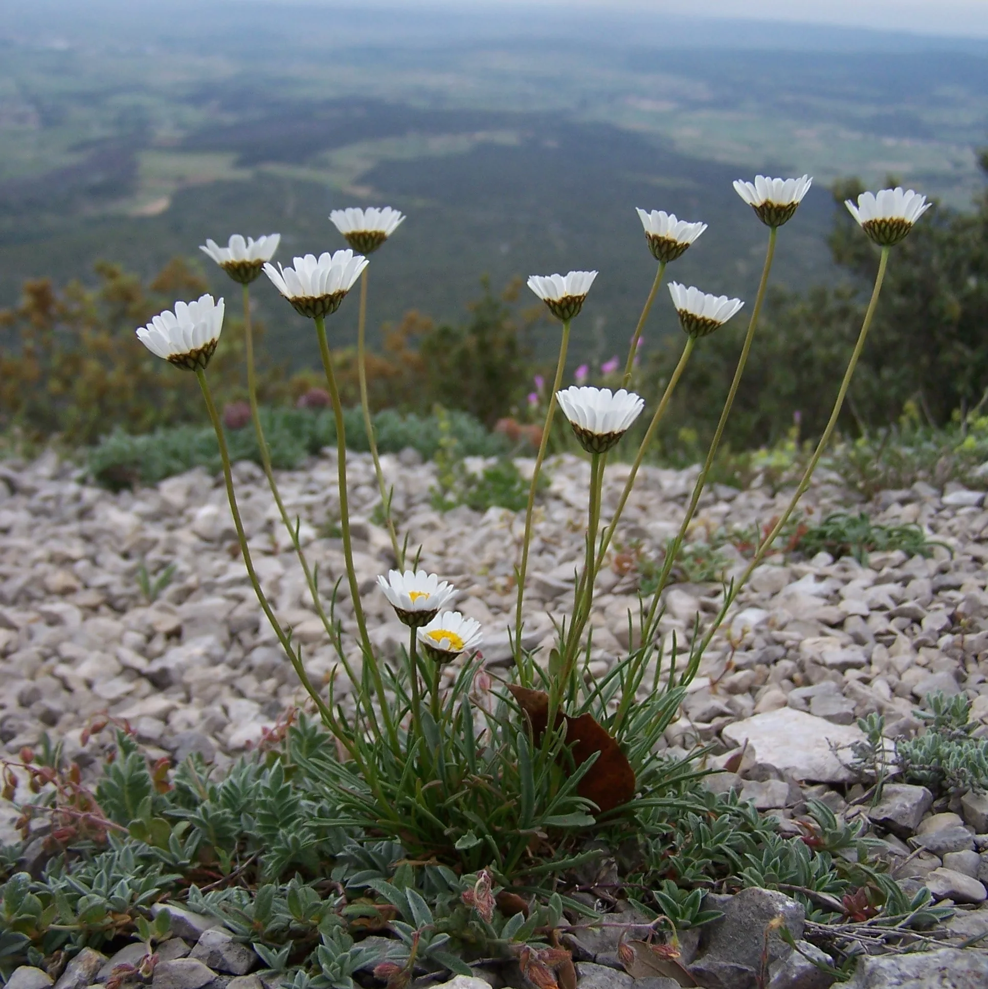 Leucanthemum graminifolium