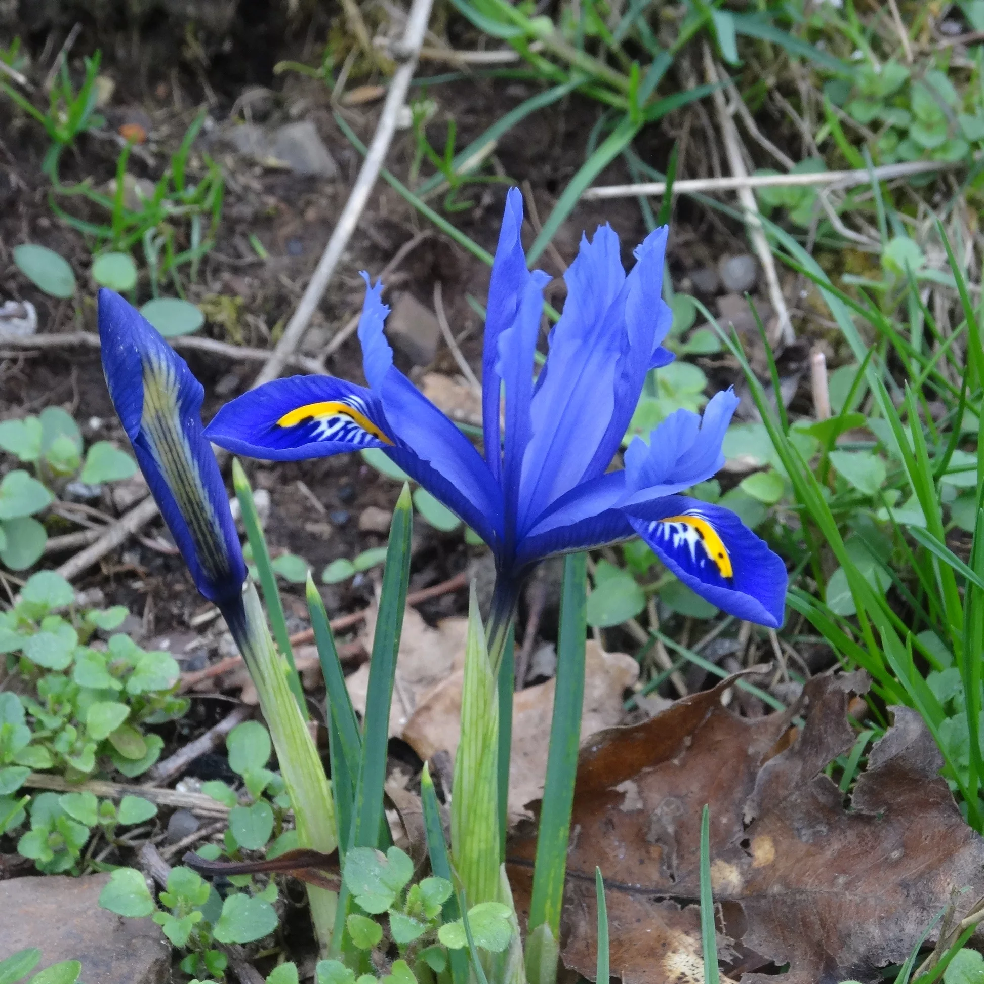 Iris reticulata “Harmony”