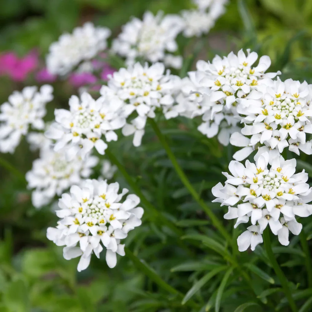 Iberis sempervirens “Whiteout”