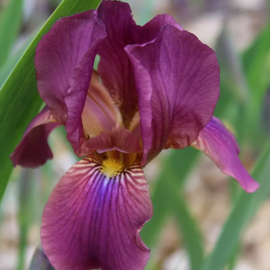 Iris germanica “New Idea”