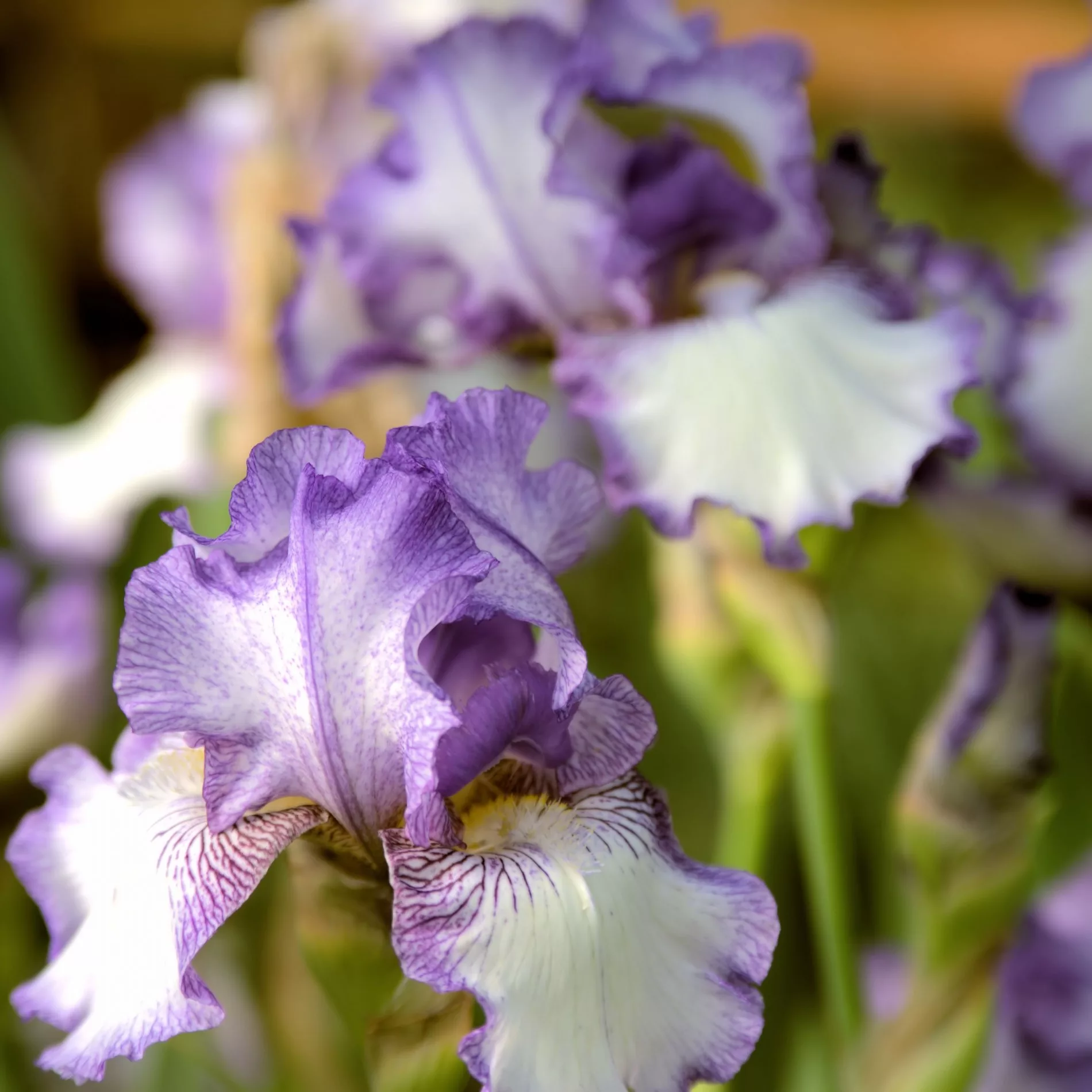 Iris germanica “Garibaldi”