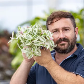Tradescantia "Unicorn"