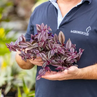 Tradescantia zebrina "Violet Hill"