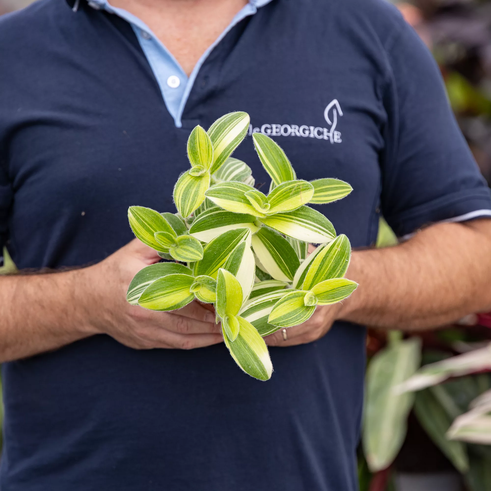 Tradescantia in varietà