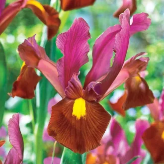 Iris hollandica "Red Ember"