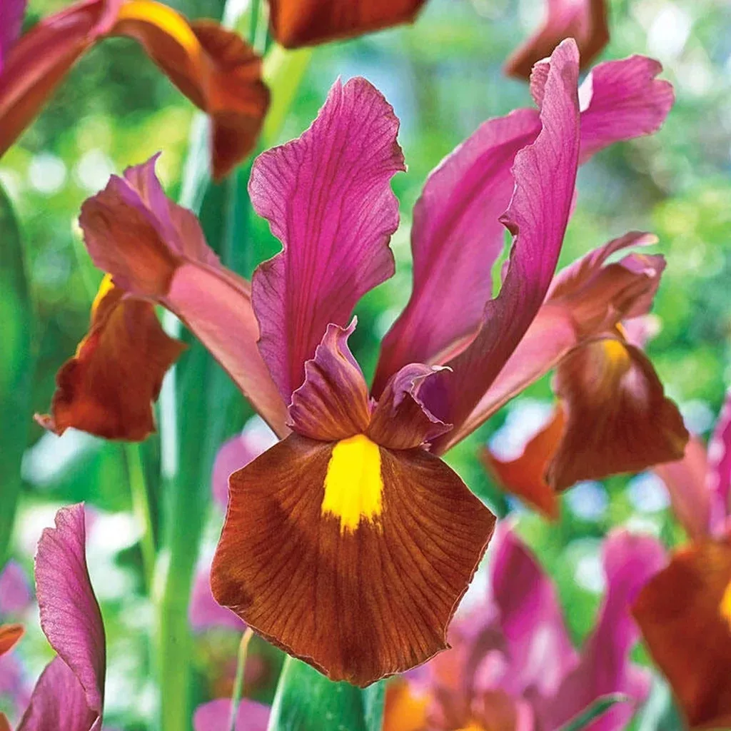Iris hollandica “Red Ember”