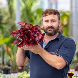 Begonia rex "Kohala Red"
