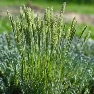 Koeleria macrantha