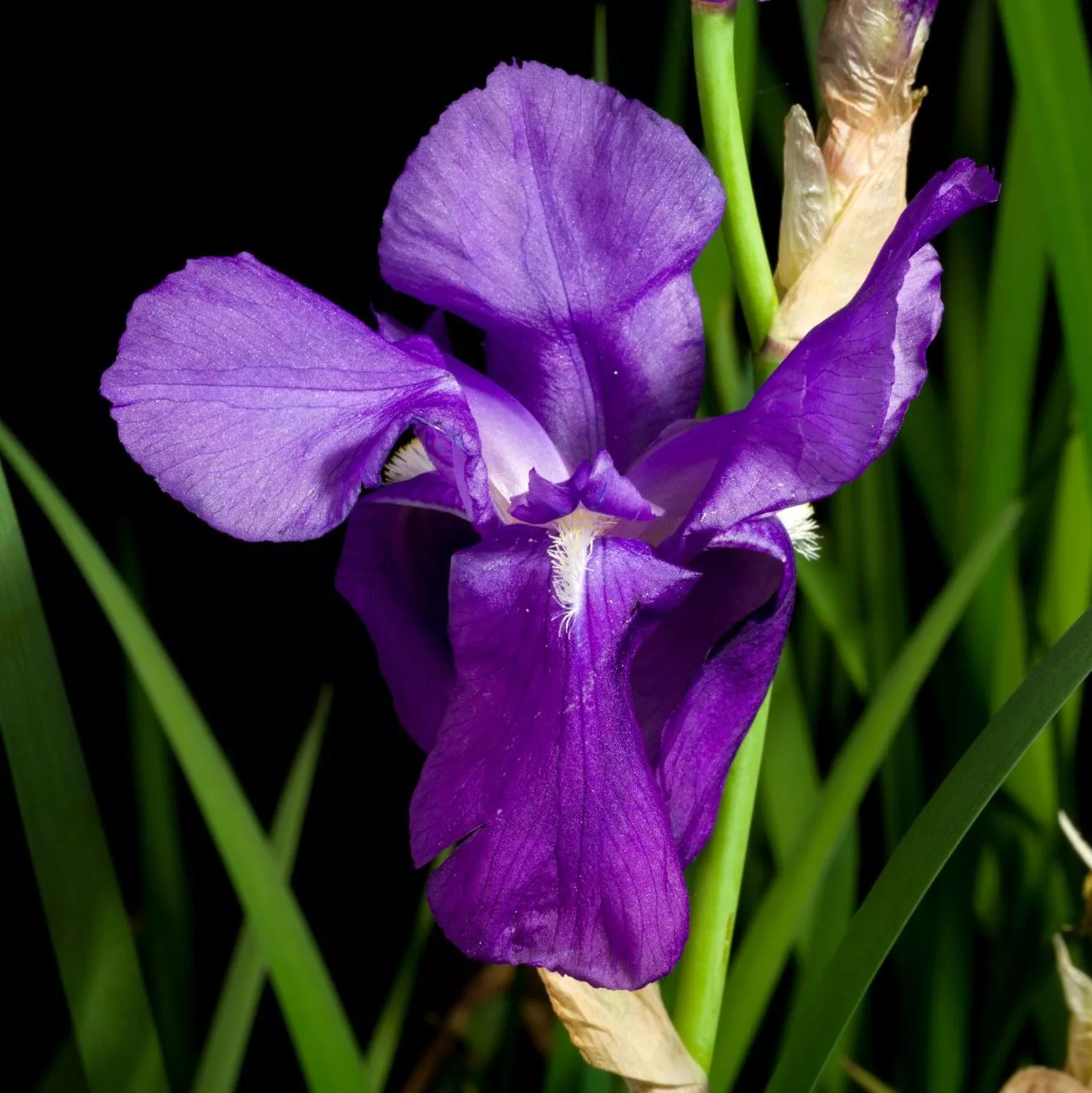 Iris pallida “Dalmatica”