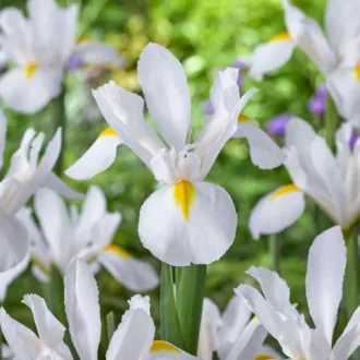 Iris hollandica "White van Vliet"