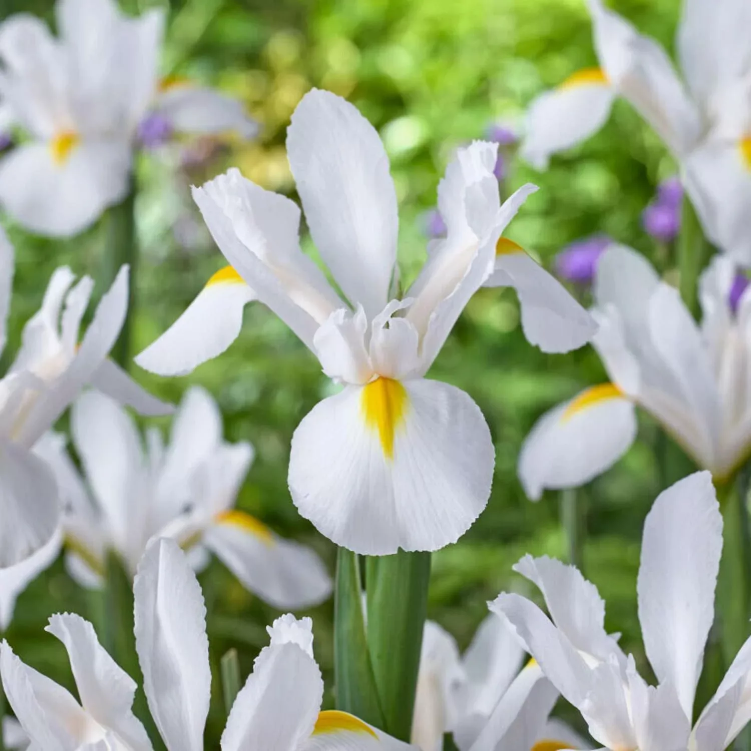 Iris hollandica “White van Vliet”
