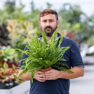 Nephrolepis exaltata "Green Lady"