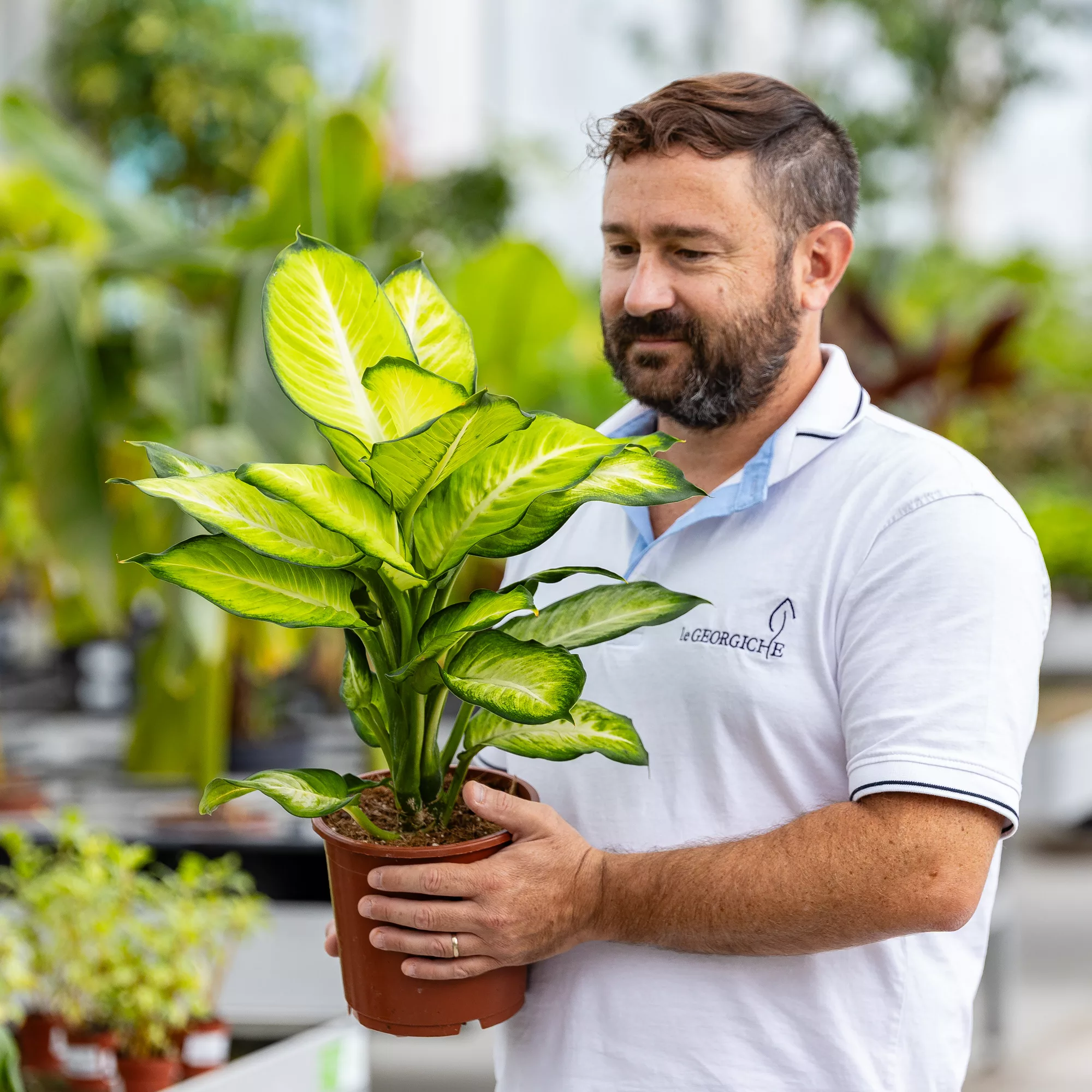 Dieffenbachia "Tropic Marianne"