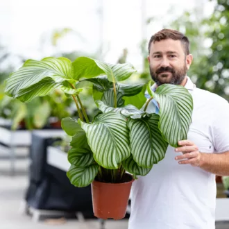 Calathea orbifolia