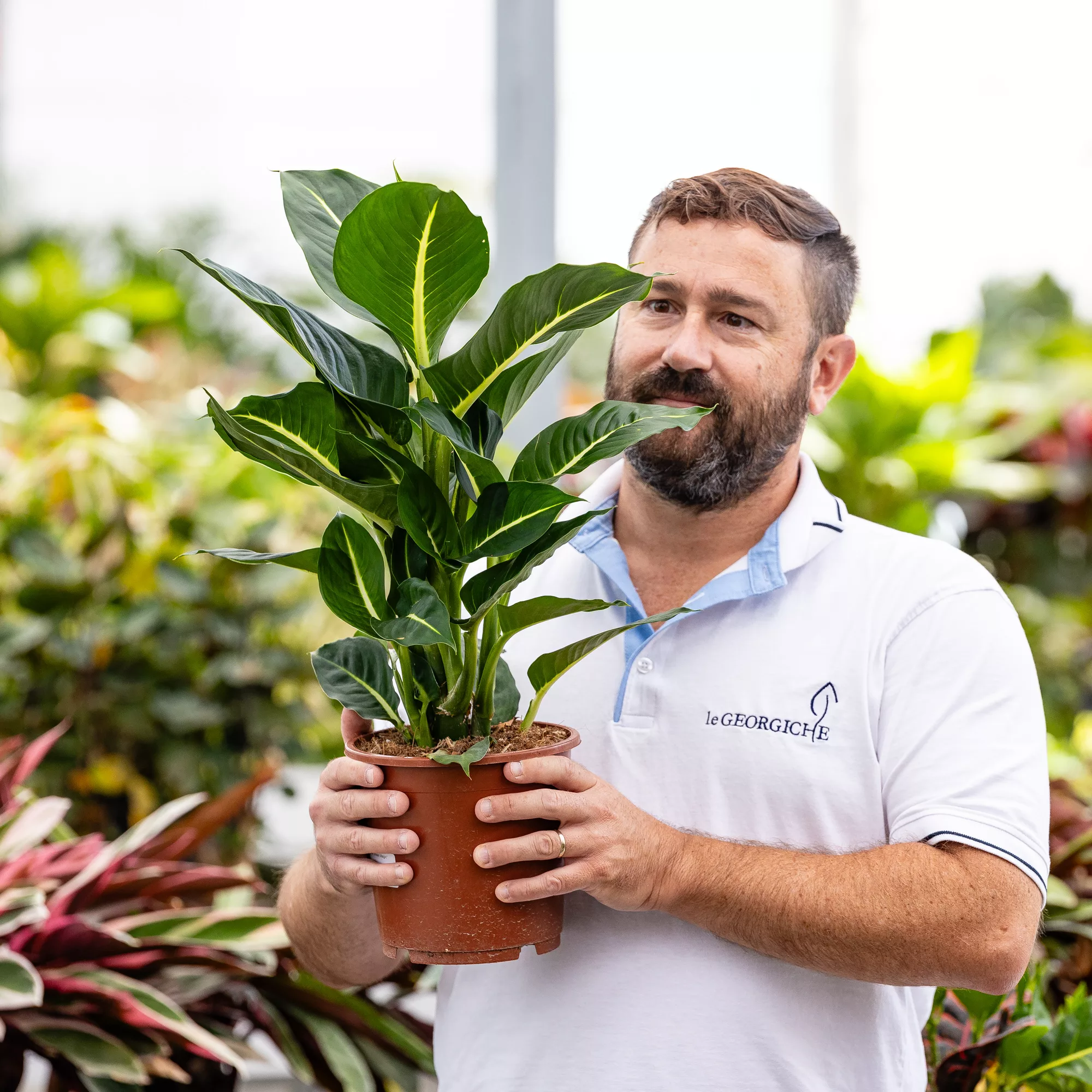 Dieffenbachia "Green Magic"