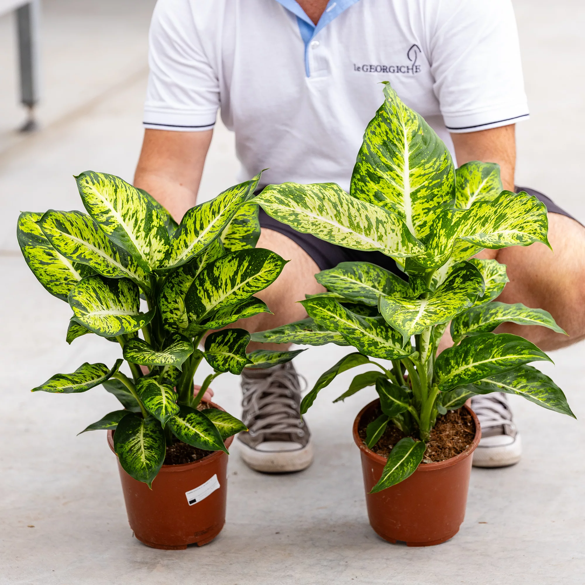 Dieffenbachia in varietà