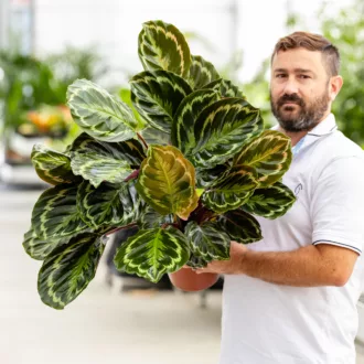 Calathea roseopicta "Medallion"