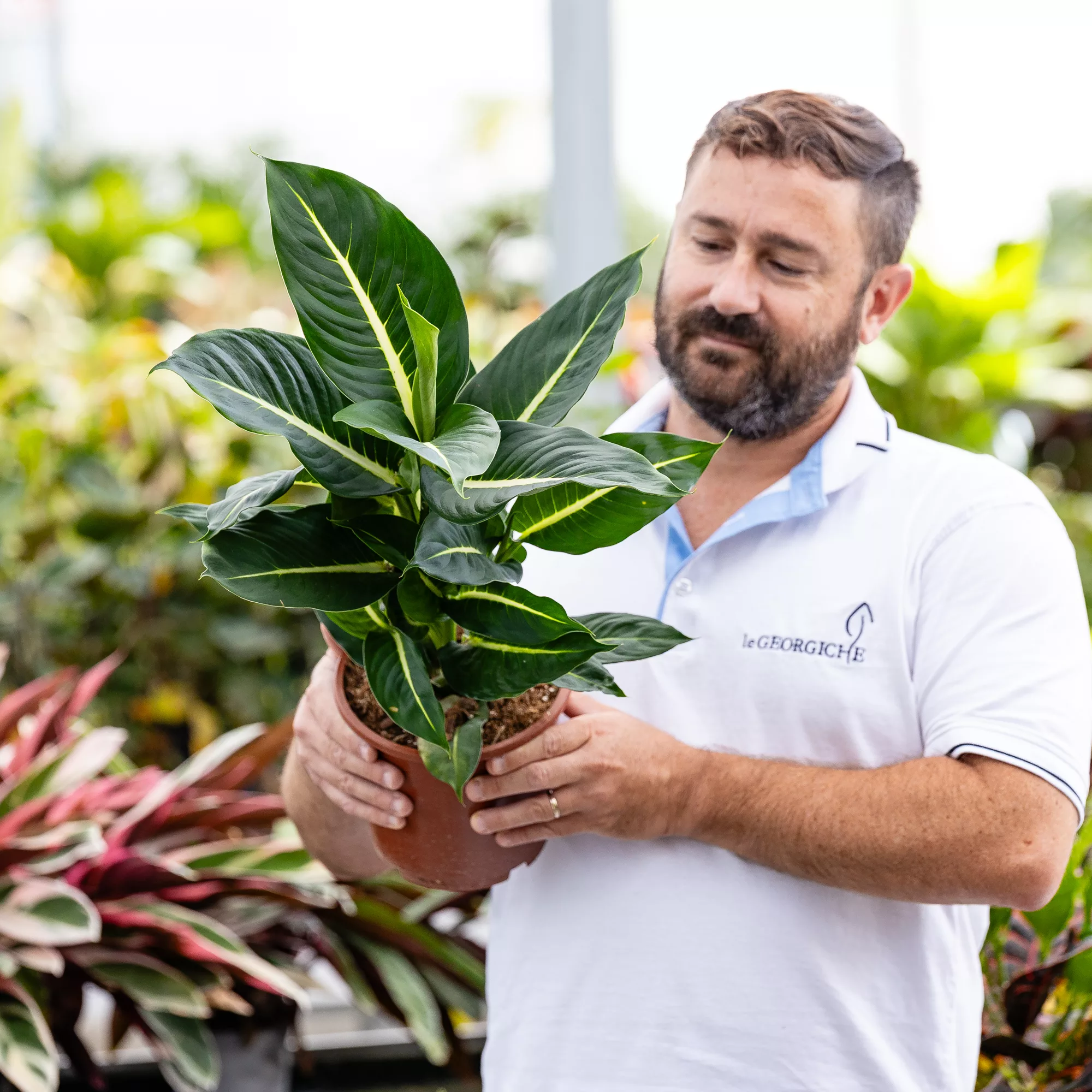 Dieffenbachia "Green Magic"
