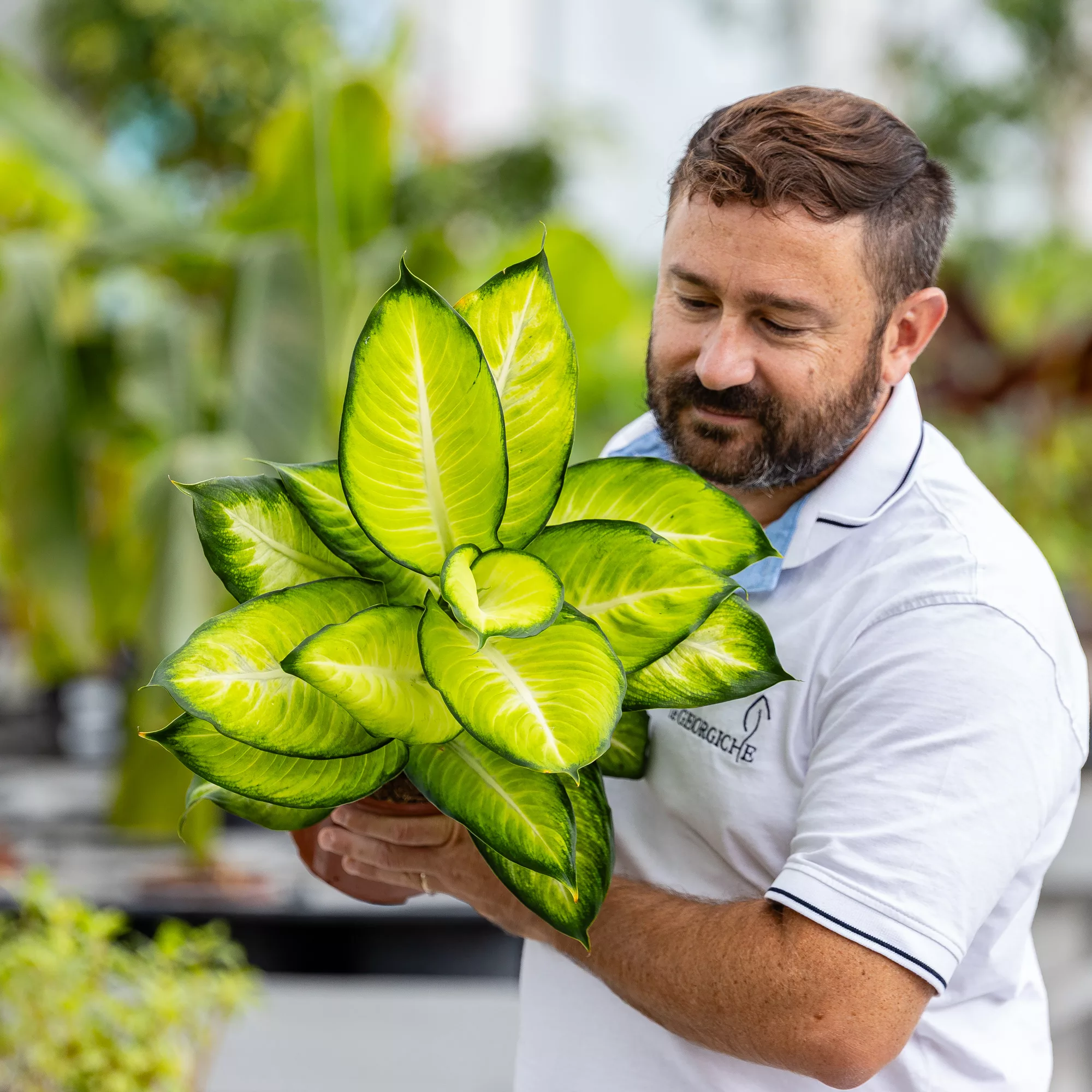 Dieffenbachia "Tropic Marianne"