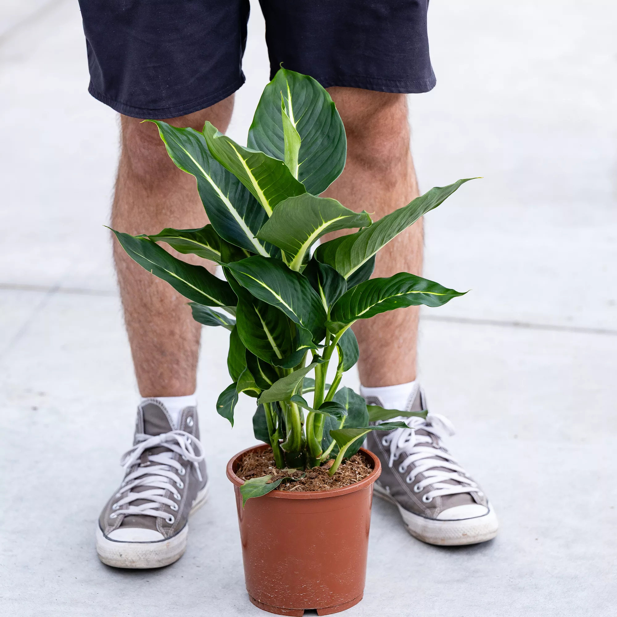 Dieffenbachia "Green Magic"